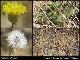 Image result for Blumea