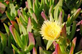Aug 04, 2021 · there are many genera and species that carry the common name of ice plant. Ice Plant Lovetoknow