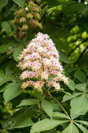 There are about five species of chestnut native to north chestnut, horse aesculus hippocastanum. Flowers Of A Tree A Chestnut Spring Blossoming Chestnut Tree Stock Photo Picture And Royalty Free Image Image 94921020