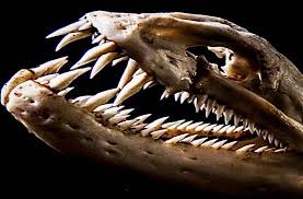 Pin On Bones