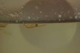 They, um, swim around in their own poop, for heaven sake. O3lqfom Jiptkm