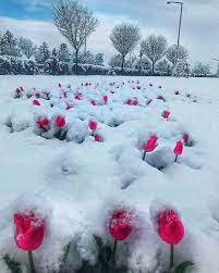 Pin By Kathleen S Place On Cvety Winter Flowers Winter Scenery Spring Snow