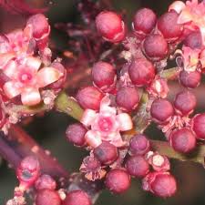 Image result for Leea guineensis