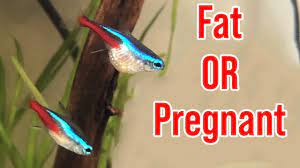 You might think it's hard to tell when a tropical fish is pregnant. Pregnant Neon Tetra Fish Youtube