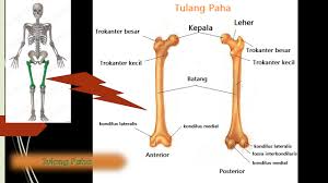 Rangka manusia dan fungsinya kelas 5 sd. Fungsi Tulang Paha Manusia Kelas 5 Sd Penjelasan Materi Lengkap Hisham Id