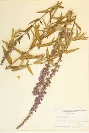 Image result for Lythraceae