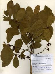 Image result for Ochna afzelii