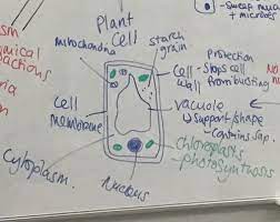 Check spelling or type a new query. End Of Year Science Flashcards Quizlet