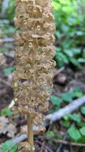 Image result for Ozoroa nitida