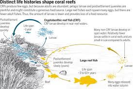 For kids, easy, gluten and egg free desserts, food allergies, coconut flour. Do Tiny Fish Rule The Reefs Science