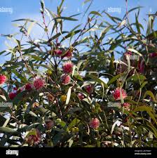 Image result for Lindackeria fragrans