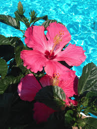 Beautiful Hibiscus By The Pool Flower Wallpaper Summer Wallpaper Iphone Wallpaper