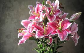 Check spelling or type a new query. Wallpaper Flowers Background Lily Beauty Pink Lilies Images For Desktop Section Cvety Download