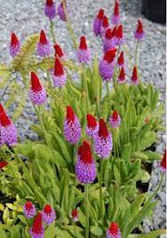 Pin On Plants Wish List