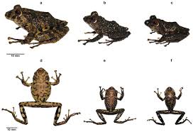 Image result for Pristimantis mutabilis