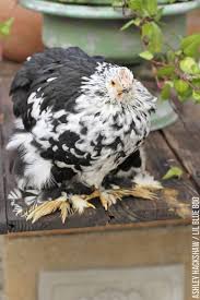Maybe you would like to learn more about one of these? Backyard Chickens The Ruffliest Mottled Cochins Lil Blue Boo
