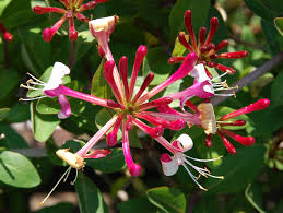 Climbing plants such as clematis, wisteria, passion flowers & ivy are perfect for brightening up any garden. Top 15 Fast Growing Climbers For Your Garden Pyracantha Co Uk