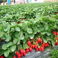 They start yellow and gradually change to red by autumn. 300pcs Mountaineering Strawberry Bonsai Plants Home Garden With Strawberry Non Gmo Strawberry Tree Big Delicious Fruit Buy At The Price Of 0 66 In Aliexpress Com Imall Com
