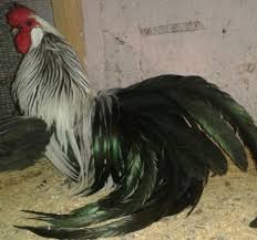 Syed Khabbab Hussain Fancy Poultry Breeder Karachi