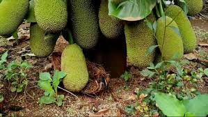 Check spelling or type a new query. Buah Cempedak Dan Peluang Keuntungan Yang Menggiurkan