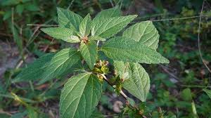Image result for Acalypha volkensii