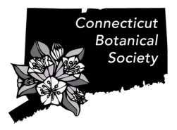 Image result for Kyllinga robinsoniana