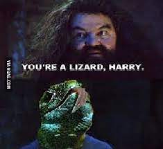 You re a lizard harry. You Re A Lizard Harry 9gag