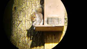 Squirrels are the worst of invaders you would have seen you entire life, they make it impossible to feed the birds. Vermin Scoped Shooting A Squirrel Feeder Hw100 Youtube