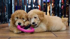 We did not find results for: Bill Would Ban Sale Of Dogs Cats Rabbits At Pet Stores But Faces Fight In Albany Newsday