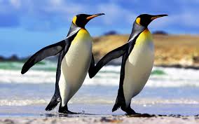 Feel free to send us your own wallpaper and we will consider adding it to appropriate category. Emperor Penguin Wallpapers Wallpaper Cave