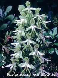 Image result for Bonatea antennifera