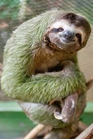 Pin By Jim Brannan On All Things Bright Beautiful Sloth Animals Wild Cute Sloth