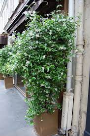 Star Jasmine Jasmine Plant Star Jasmine Plants