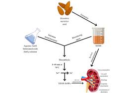 Image result for Monodora minor