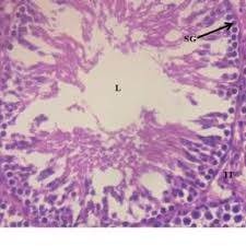 Image result for Carpolobia alba