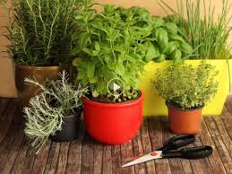 epingle sur jardin d ornement