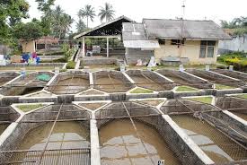 Cara Membuat Kolam Ikan Nila Yang Ideal Aengaeng Com