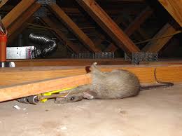 How to make rat removal successful. Pied Traps A Review Of The Best Designs Those You Can Buy And Homemade