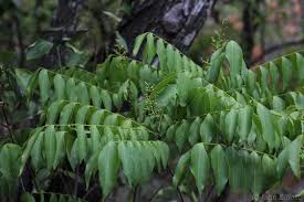 Image result for Clausena