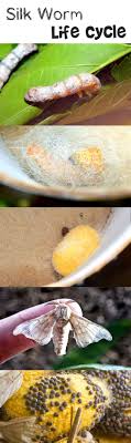 Silkworm And Silkmoth Life Cycle Stem Life Cycles Silkworm Science Experiments