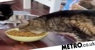 The very hungry caterpillar is a children's picture book designed, illustrated, and written by eric carle, first published by the world publishing company in 1969, later published by penguin putnam. For Some Reason This Cat Enjoys Eating Like It S In Hungry Hippos Metro News