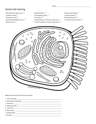 The mitochondria is found in every animal cell and produces energy for the cell to function. Animal Cell Coloring