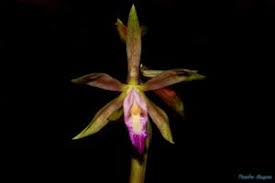 Image result for Nervilia petraea