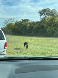 Austin Lost and Found Pets