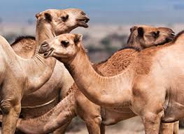 The camel is a fascinating animal with special abilities like going without food or water for long periods. Gourmet And Exotic Meat From Antelope To Zebra Meat