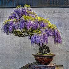 Image result for Jacaranda mimosifolia