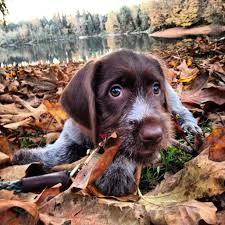 We did not find results for: Wire Haired Pointing Griffon Juniperthegriff Wpg Korthalsgriffon Griffon Gsp Puppies Dog Lovers Puppies