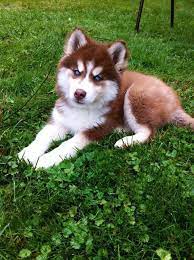 Red Husky Pinterest Pearlxoxoxo Siberian Husky Dog Husky Puppy Red Husky