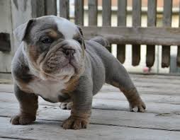 They are, first and foremost, excellent companions, while. English Bulldogge Info Temperament Puppies Pictures