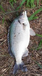 A scrumptious assam pedas jade perch for you to enjoy. Jade Perch Fish Farm Steemit